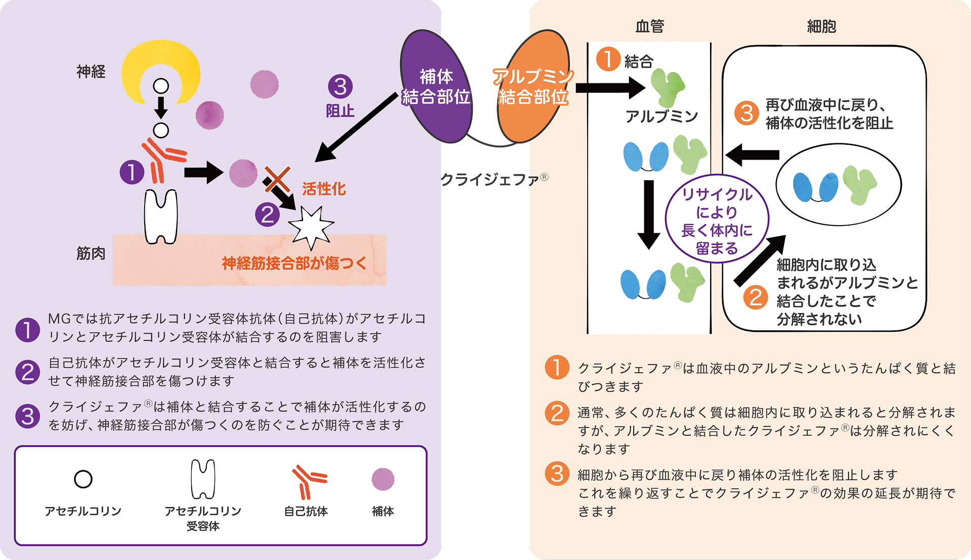 重症筋無力症に対しての薬の働きと、薬の効果を延ばす働きの説明図